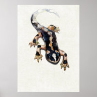 Lorestan's Salamander Scientific Illustration