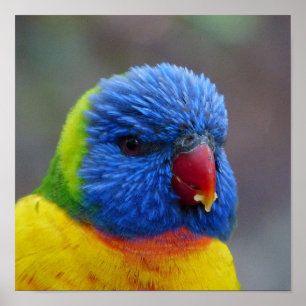 Lori_2015_0203 Poster