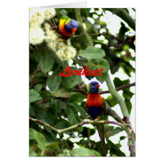Lorikeet