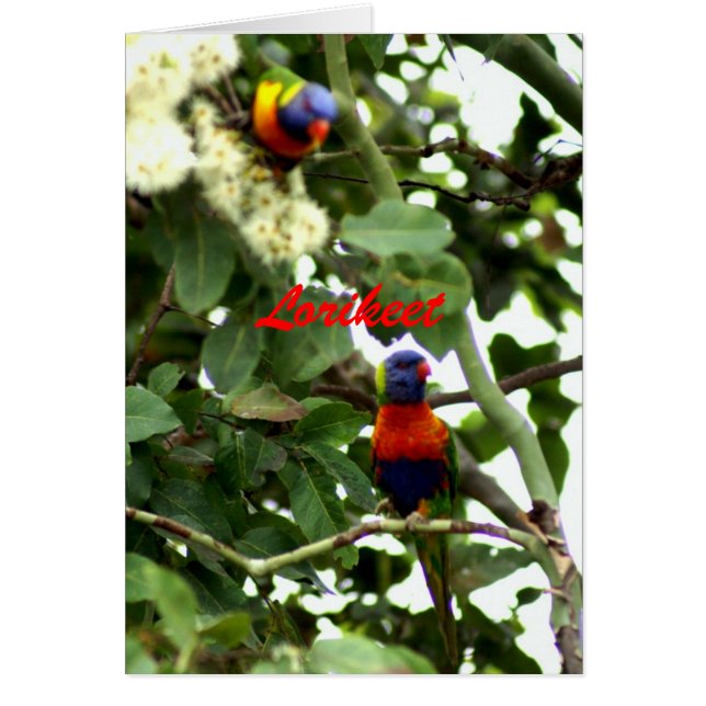 Lorikeet (Front)