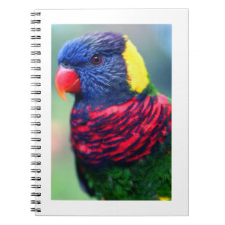Lorikeet#1-Notebook Notebook