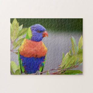 Lorikeet Bird Perched Parrot Animal Feathers Jigsaw Puzzle