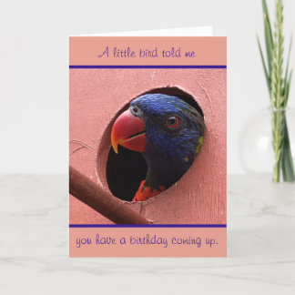 lorikeet birthday card