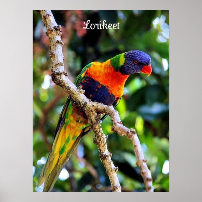 Lorikeet, colourful bird poster (Front)