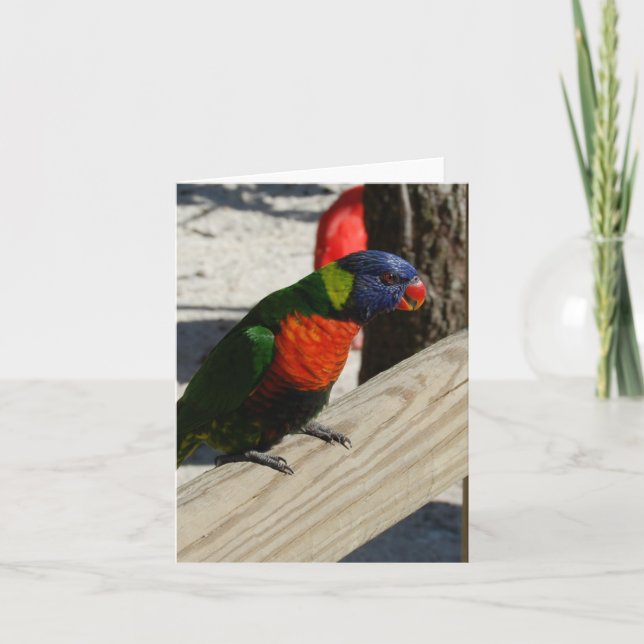 Lorikeet note cards (Front)
