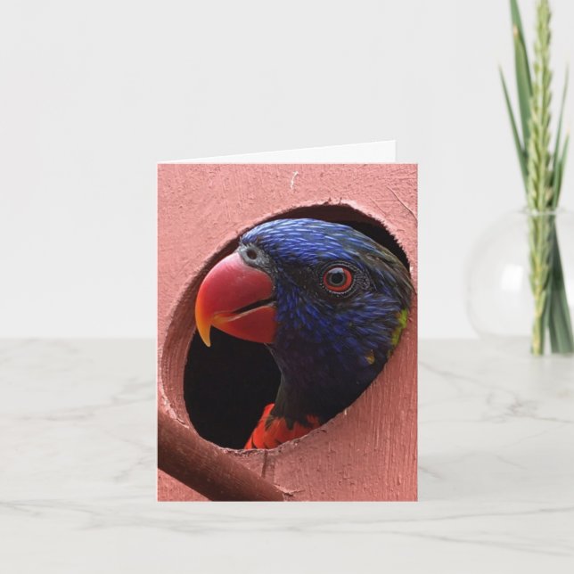lorikeet notecard (hello) (Front)