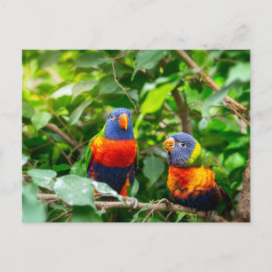 Lorikeet parrot couple postcard
