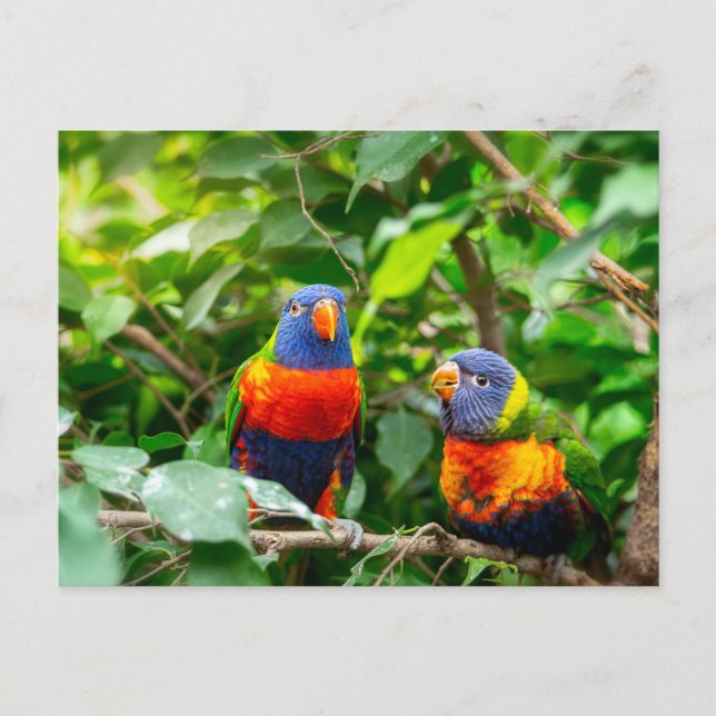 Lorikeet parrot couple postcard (Front)