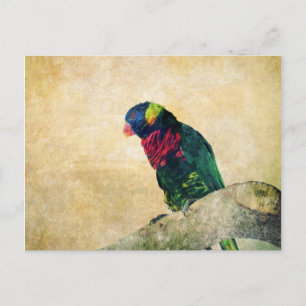 Lorikeet Postcard
