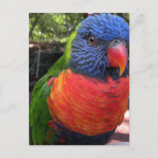 Lorikeet Postcard