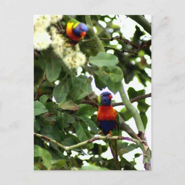 Lorikeet Postcard (Front)