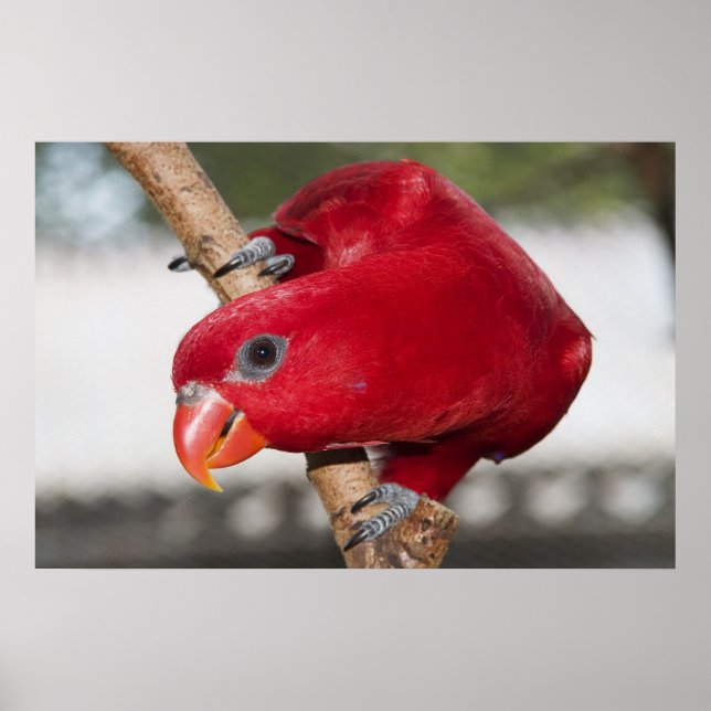 Lorikeet Poster (Front)
