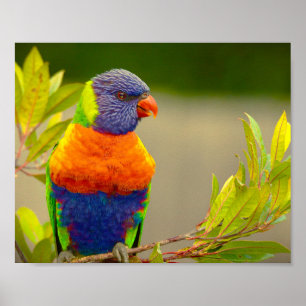Lorikeet Rainbow Parrot Poster