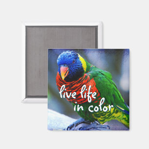 Lorikeet red blue green bird live life in colour magnet