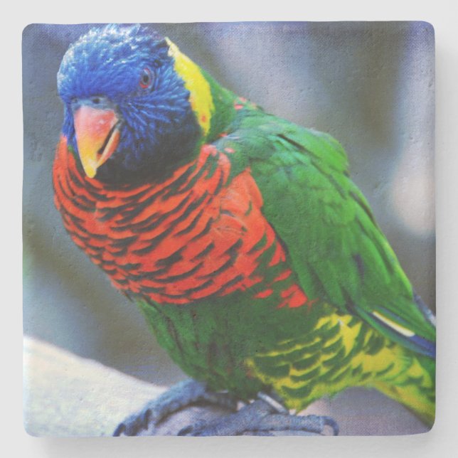 Lorikeet red green yellow blue bird photo modern stone coaster (Front)