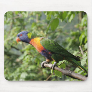 lorini, parrot, lorikeet mouse mat