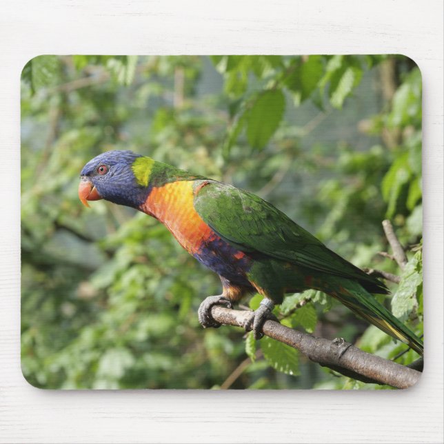 lorini, parrot, lorikeet mouse mat (Front)