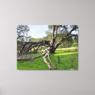 Los Altos Hills Canvas Print