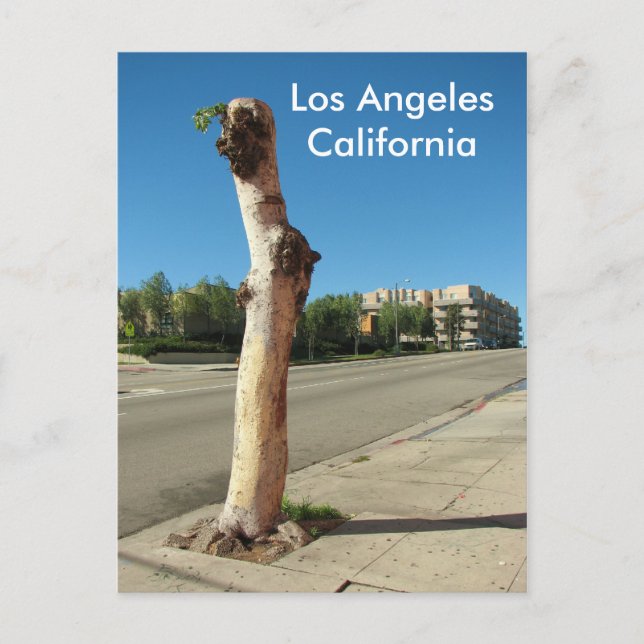 Los Angeles Cool Tree Postcard! Postcard (Front)