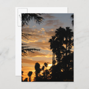 Los Angeles Palm Tree Sunset Postcard
