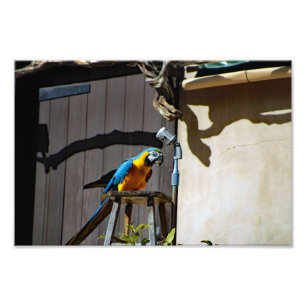 Los Angeles Zoo Photo Print