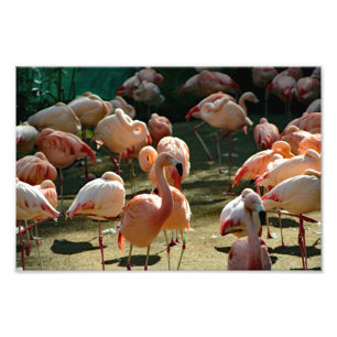 Los Angeles Zoo Photo Print