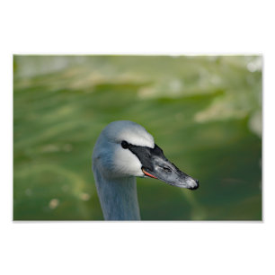 Los Angeles Zoo Photo Print