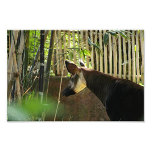 Los Angeles Zoo Photo Print