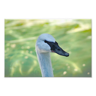 Los Angeles Zoo Photo Print