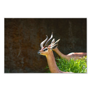 Los Angeles Zoo Photo Print