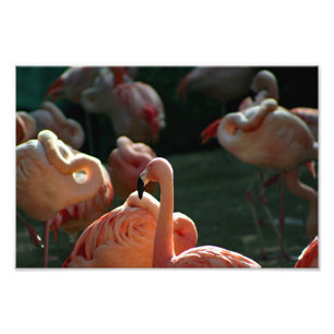 Los Angeles Zoo Photo Print
