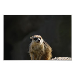 Los Angeles Zoo Photo Print
