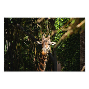Los Angeles Zoo Photo Print