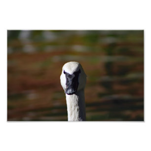 Los Angeles Zoo Photo Print