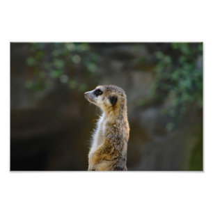Los Angeles Zoo Photo Print