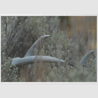 Lost Antlers  Tissue Paper