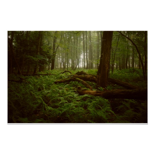 Lost in the Woods Poster (Front)