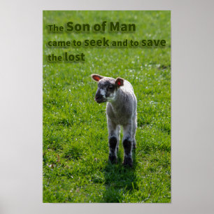 Lost lamb poster