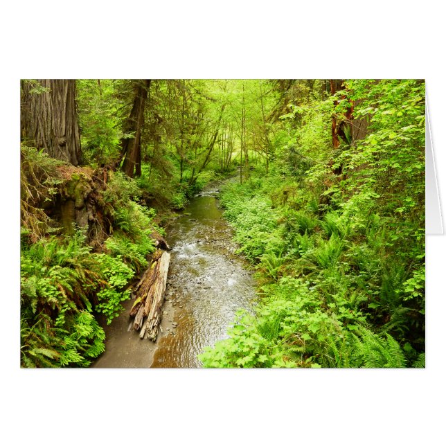 Lost Man Creek II at Redwood National Park (Front Horizontal)