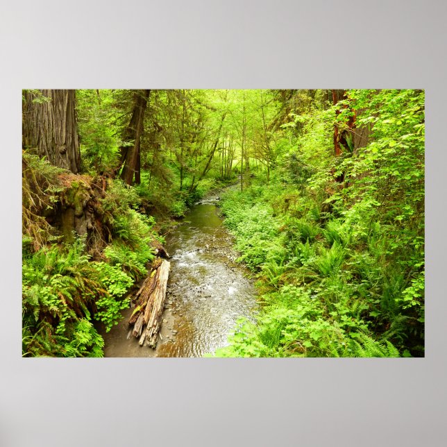 Lost Man Creek II at Redwood National Park Poster (Front)
