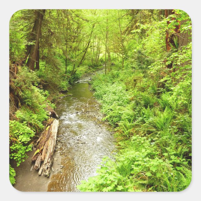 Lost Man Creek II at Redwood National Park Square Sticker (Front)