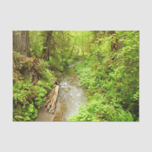 Lost Man Creek II at Redwood National Park Tissue Paper