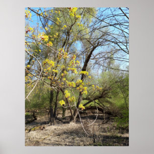 Lost Places , Meadowlands nature, Spring awakening Poster