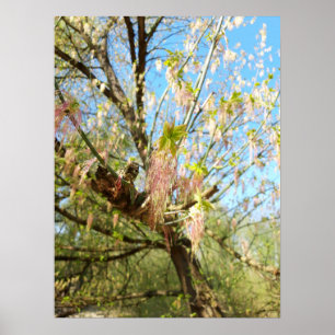 Lost Places , Meadowlands nature, Spring awakening Poster