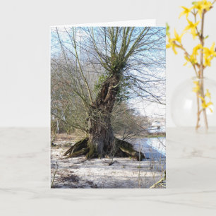 Lost Places , old Tree on the river bank Card