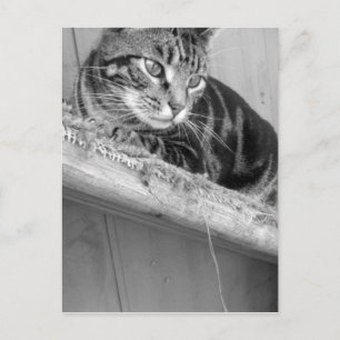 Lost Postcard