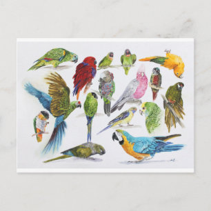 Lots and lots of Parrots on lots and lots of gifts Postcard