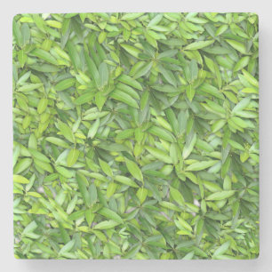 Lots of beautiful green leaves stone coaster