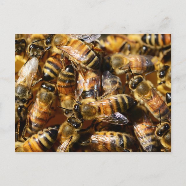 Lots of Honey Bees Postcard (Front)