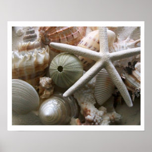 Lots of Seashells Print